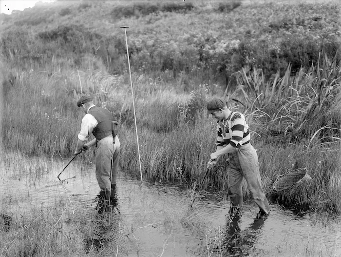 Gum diggers spearing for Kauri gum