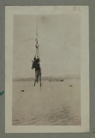 Image: Shipping Donkeys for Transport Work