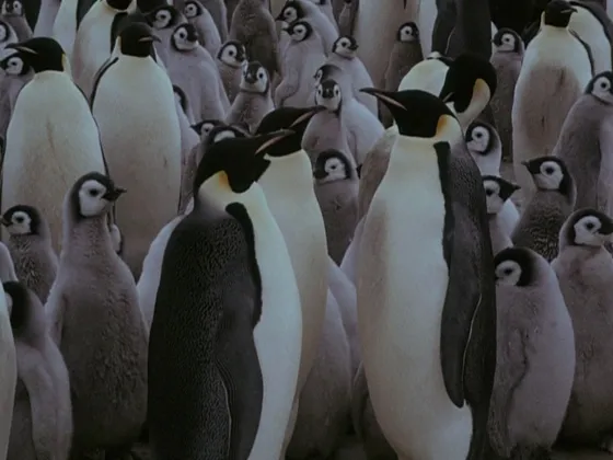 One Hundred and Forty Days Under the World