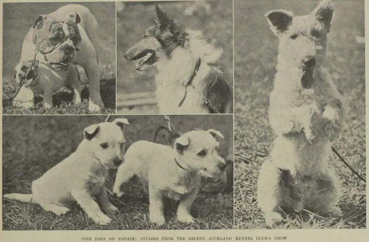 Fine dogs on parade: studies from the recent Auckland Kennel Club's show