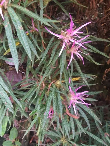Rhododendron stenopetalum