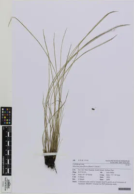 Schoenus pauciflorus