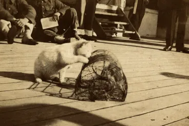 Image: Nurses and Medical Services in Egypt and Gallipoli