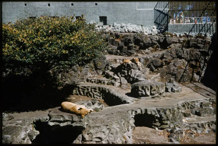 Lions at Auckland Zoo