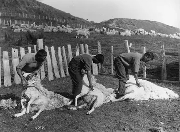 Image: Sheep shearing