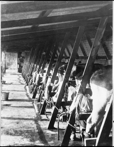 Image: Milking Shed - Pohangina Valley
