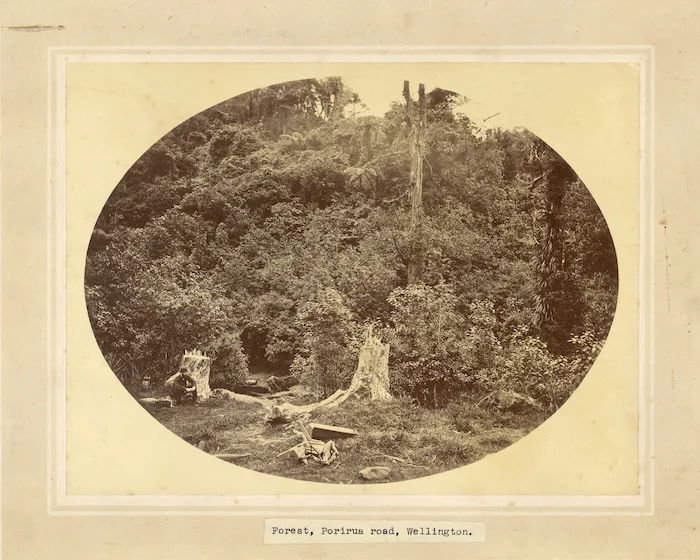 Forest, Porirua Road, Wellington