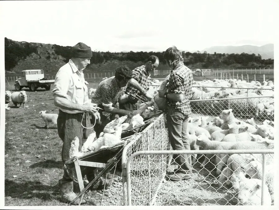 Agriculture - Sheep - Husbandry