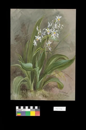 Image: Painting: Arthropodium cirratum (rengarenga/rock lily)