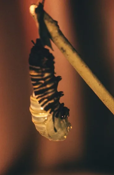 Image: Monarch Chrysalis Emerging