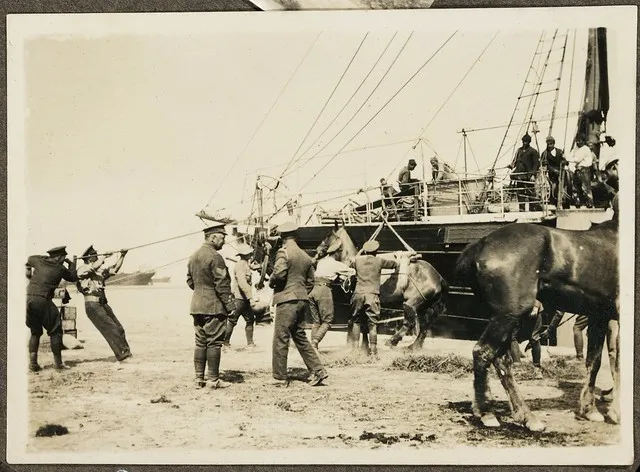 Landing horses at Gallipoli, ca 1915