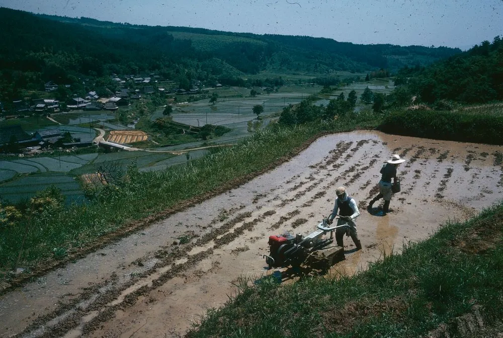 Japan Series: Rice Cultivation