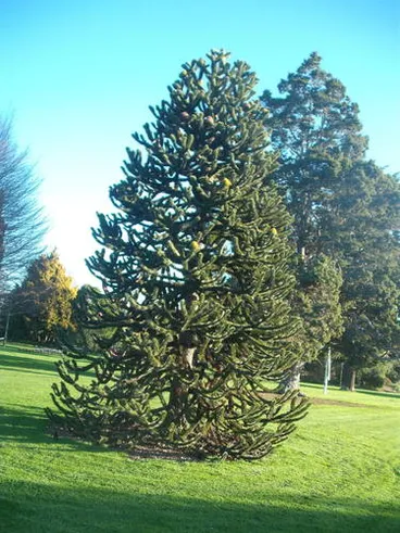 Image: monkey-puzzle