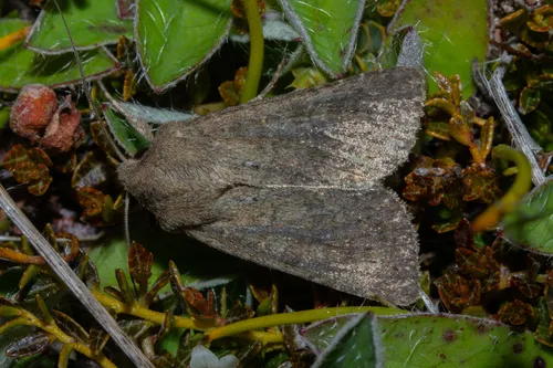 Physetica homoscia