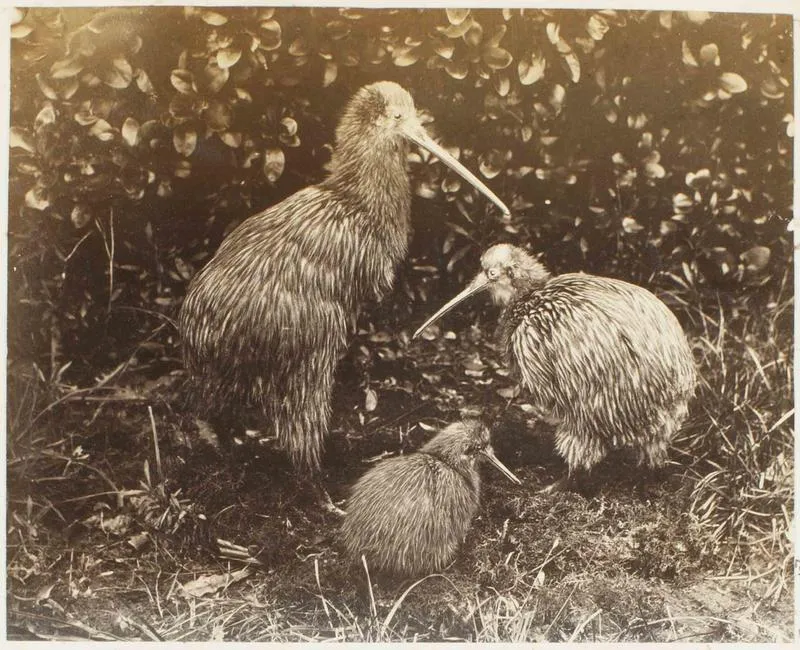 Photograph: Three Kiwi Birds