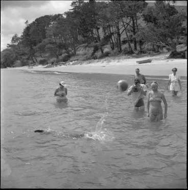 Image: Opo the dolphin, Opononi