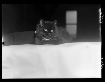 Image: Cat at the Wellington Cat Club Show