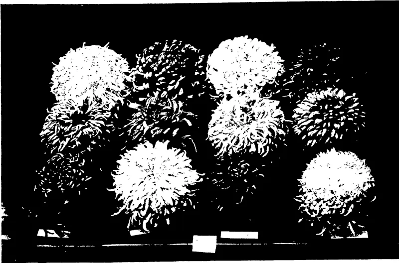 MR A H. FISHERS FIRST PRIZE EXHIBIT—TWELVE JAPANESE CHRISANTHEMUMS  (AMATEUR). (Otago Witness, 22 May 1907)