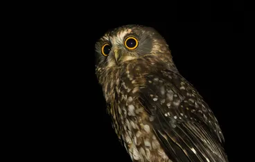 Image: Ruru (Morepork)