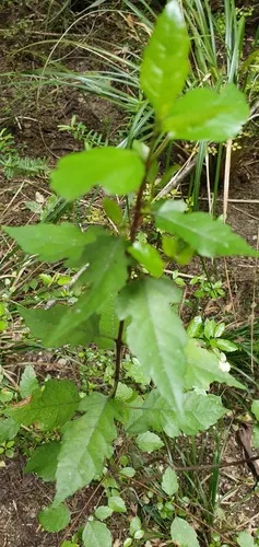 Aristotelia × colensoi