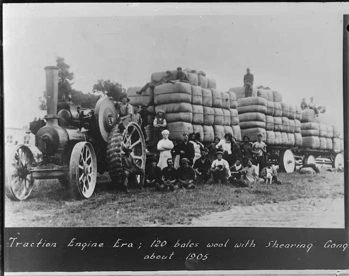 Traction engine hauling bales of wool, and shearing gang alongside