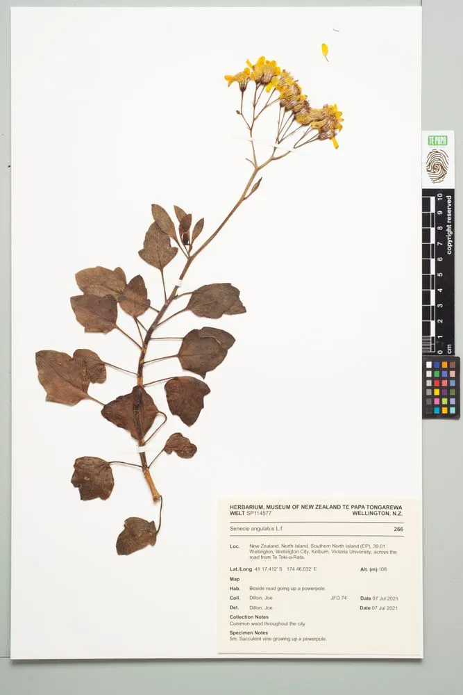 Cape ivy, Senecio angulatus L.f.