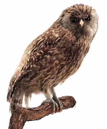 Laughing owl Image: Laughing owl