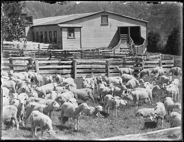 Image: Shearing time at Mangatoi Station