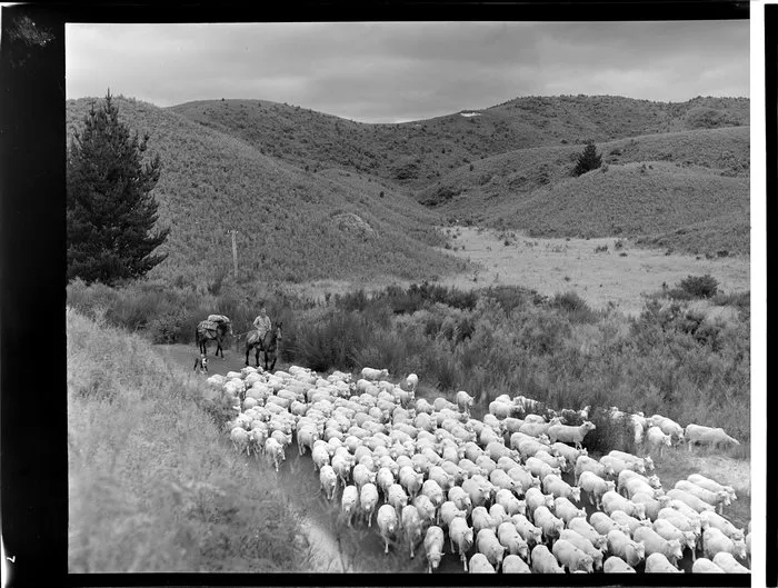 Sheep on the road outside Rotorua