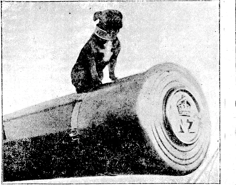BIG GUN OF H.M.S. NEW ZEALAND. " Tlie Dog vWatch." " Pelorous Jack," the mascot of H.M.S. New Zealand sitting on one of the big guns. It will be remembered that this ship took part in the naval battle off Heliogoland���the first big engagement in which the British dreadnoughts arid battle-cruisers took part. , (Thames Star, 30 September 1914)
