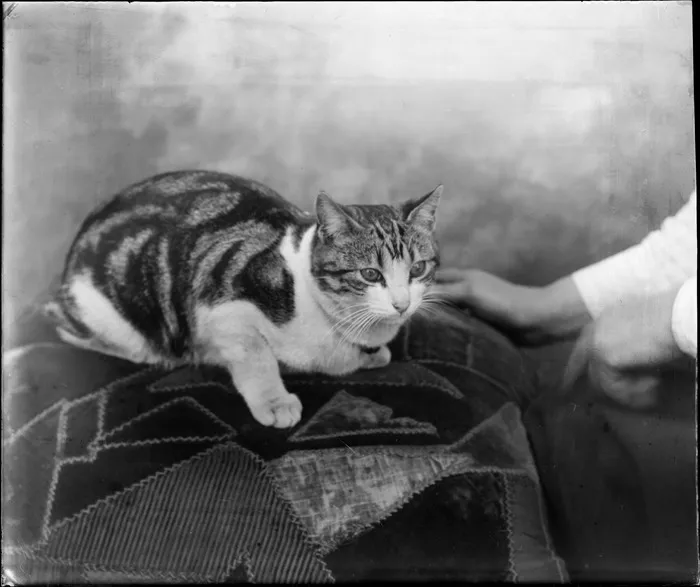 Studio portrait of unidentified tabby cat sitting on a cushion with owners hands showing, Christchurch
