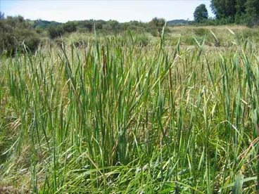 Image: Kite-making materials