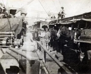 Horses on New Zealand troopship : digital image