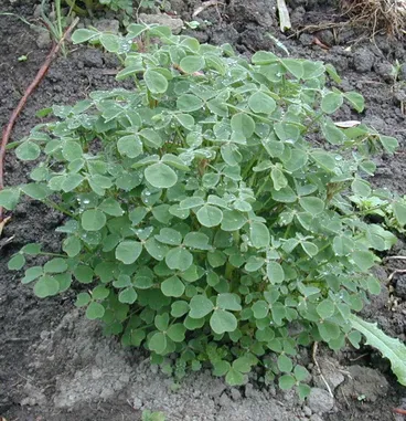 Image: Oxalis tuberosa - yam or oca 2