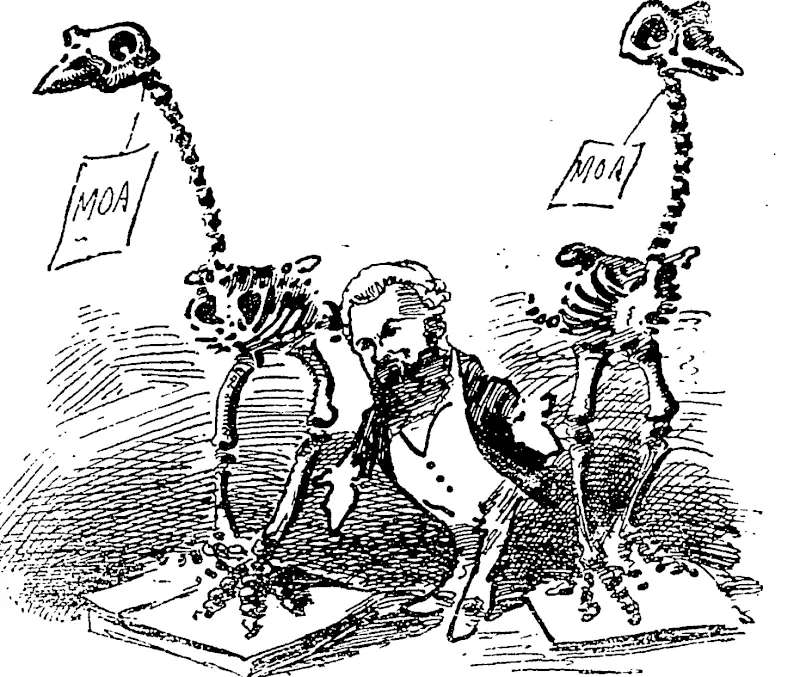 These are skeletons of our wonderful moas. But they are not the only old fossils we have got. (Observer, 15 February 1896)