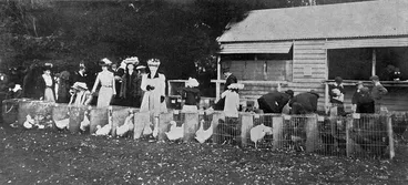 Image: The poultry pens
