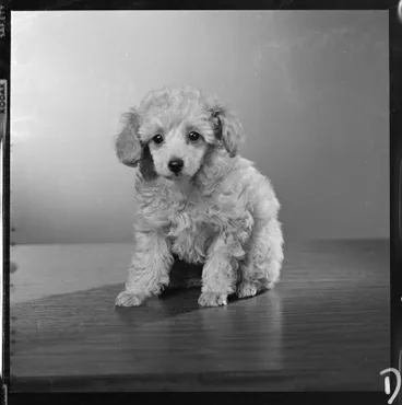 Image: Evans, Poodle