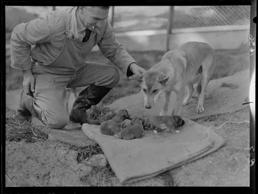 Image: Dingo with pups and keeper at Wellington Zoo
