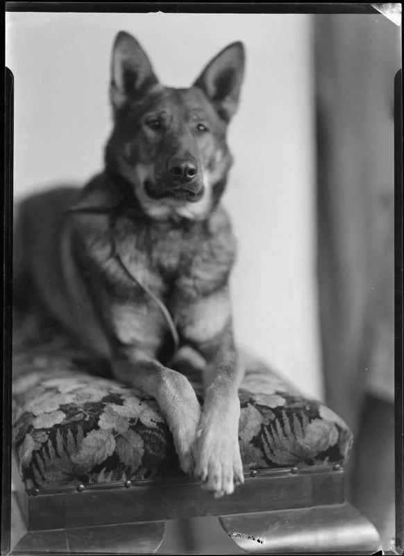 Unknown, Dog