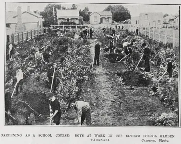 GARDENING AS A SCHOOL COURSE: BOYS AT WORK IN THE ELTHAM SCHOOL GARDEN, TARANAKI Image: GARDENING AS A SCHOOL COURSE: BOYS AT WORK IN THE ELTHAM SCHOOL GARDEN, TARANAKI