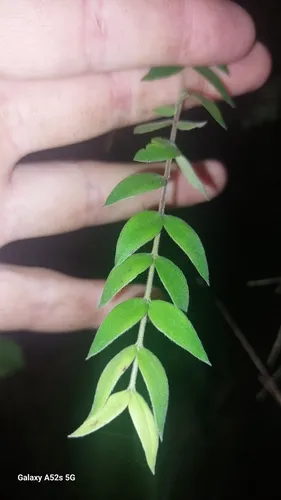 Metrosideros colensoi