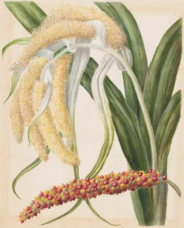 Image: Astelia solandri. ( Kowharawhara)