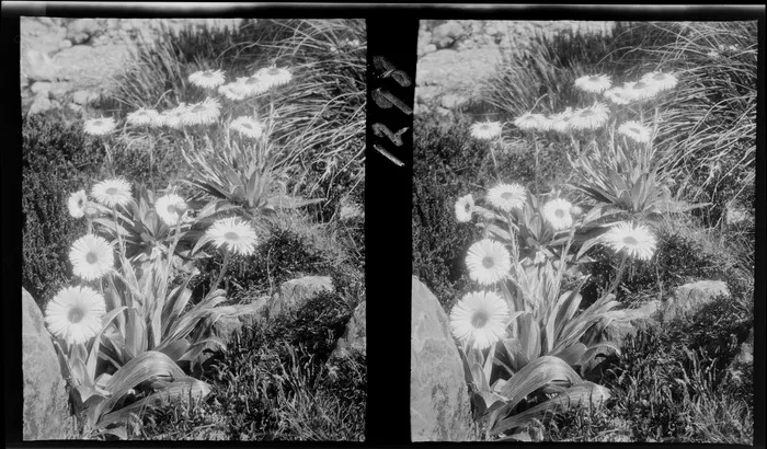 Alpine plants, Mountain daisy, Celmisia species, amongst rock at an unknown location, [Southland Region?], South Island
