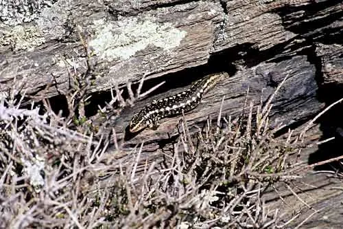 Otago skink