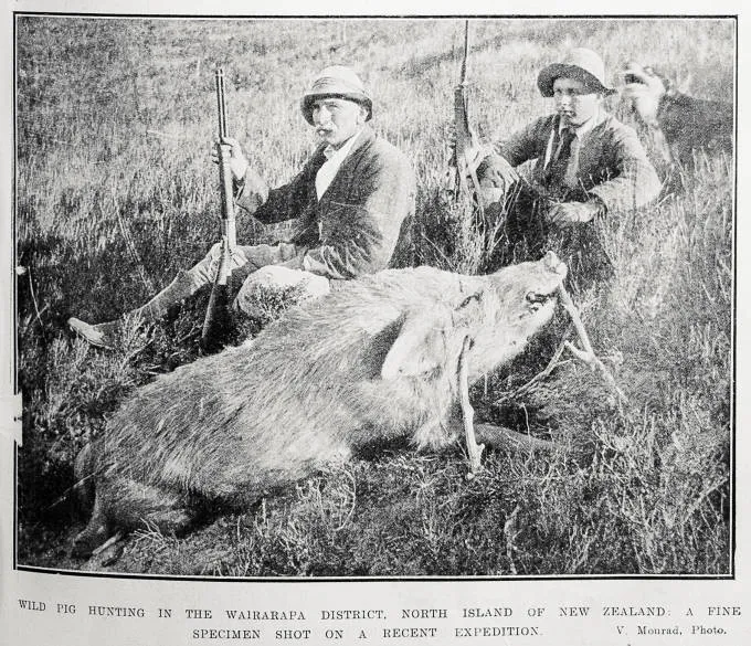 Wild pig hunting in the Wairarapa district, North Island of New Zealand: a fine specimen shot on a recent expedition