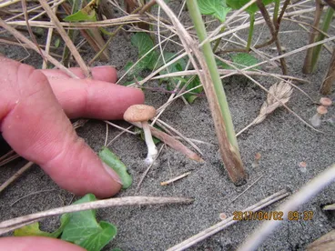 Image: Gilled Mushrooms