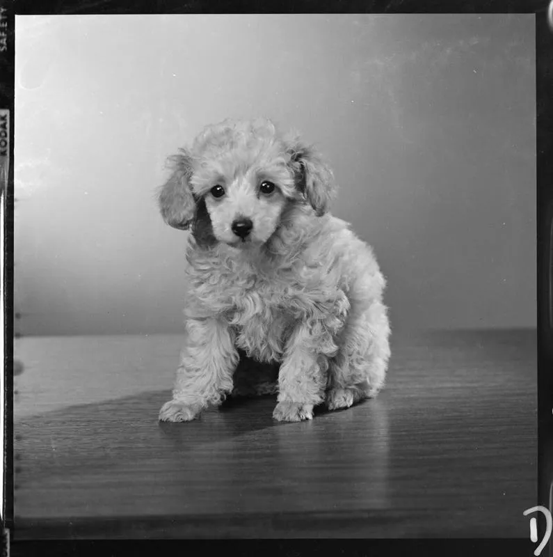 Evans, Poodle
