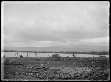 Image: Levin across Lake Horowhenua