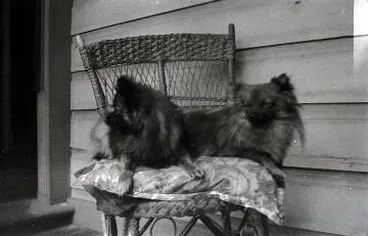 Image: Two [Pommeranian] dogs on a chair : digital image