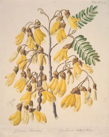 Image: Yellow Kowhai